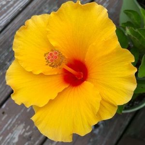 Meet your Posher, Melanie